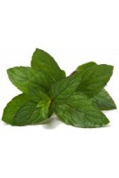 sabor MENTA FRESCA
